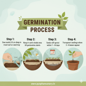 sweet william Germination Process