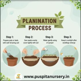 sweet william Planting Process