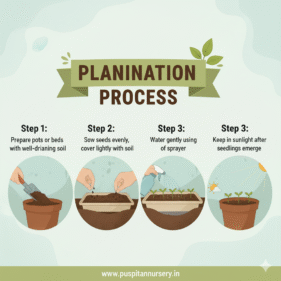 sweet william Planting Process