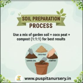sweet william Soil Preparation