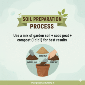 sweet william Soil Preparation