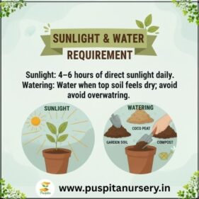 sweet william Sunlight & Water Requirement