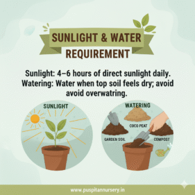 sweet william Sunlight & Water Requirement