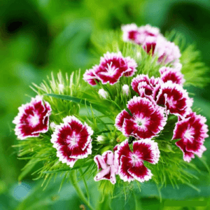 sweet william flower