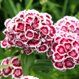 sweet william flower