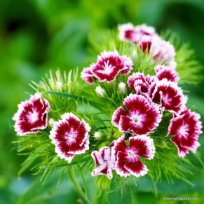 sweet william