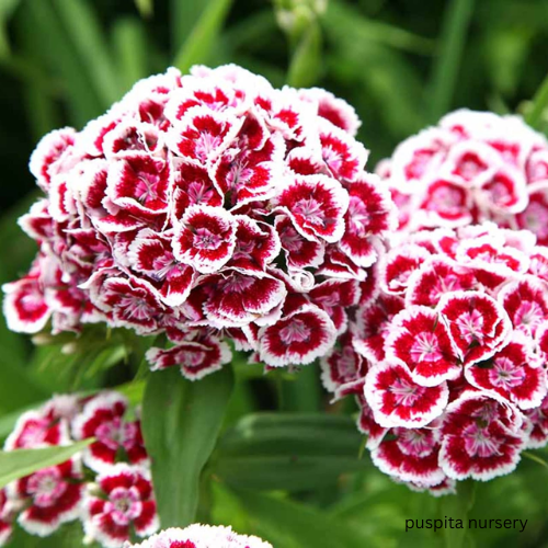 sweet william flower