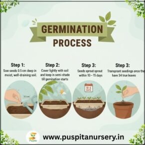 verbena Germination Process