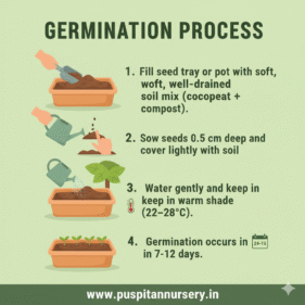 vinca f1 Germination Process