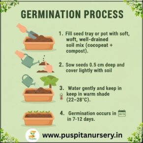 vinca f1 Germination Process