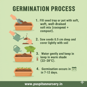 vinca f1 Germination Process