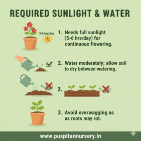 vinca f1 Sunlight & Water