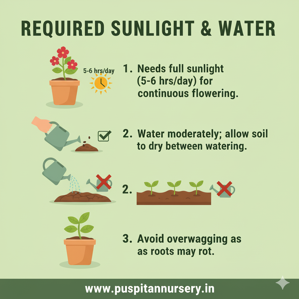 vinca f1 Sunlight & Water