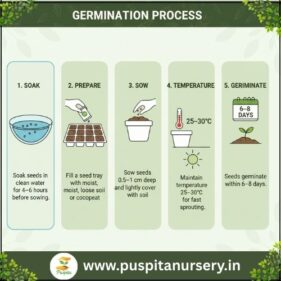 white egg plant Germination Process