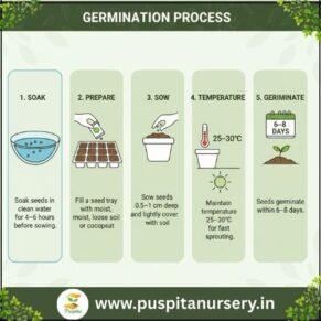 white egg plant Germination Process