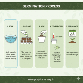 white egg plant Germination Process