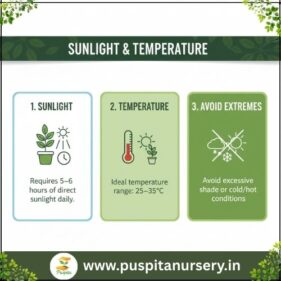 white egg plant Sunlight & Temperature