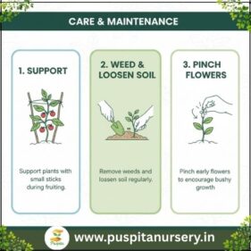 white eggplant Care & Maintenance