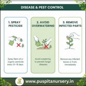 white eggplant Disease & Pest Control