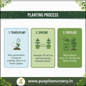 white eggplant Planting Process