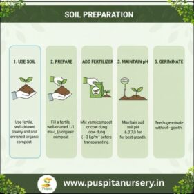 white eggplant Soil Preparation