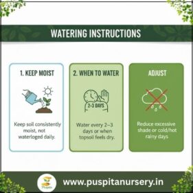 white eggplant Watering Instructions