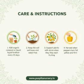 yellow capsicum Care & Instructions