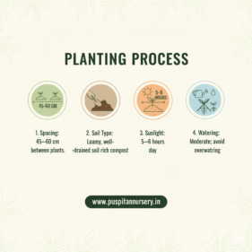 yellow capsicum Planting Process