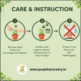 yellow inca Care & Instruction