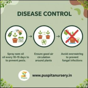 yellow inca Disease Control