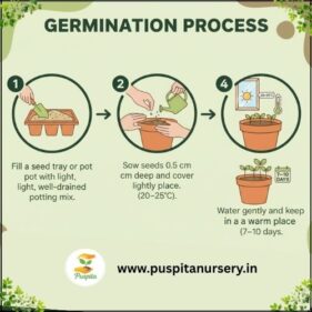 yellow inca Germination Process