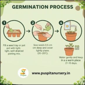 yellow inca Germination Process