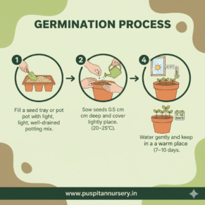 yellow inca Germination Process
