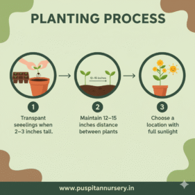 yellow inca Planting Process