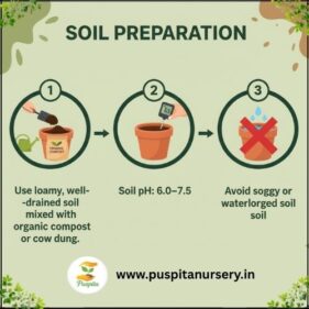 yellow inca Soil Preparation