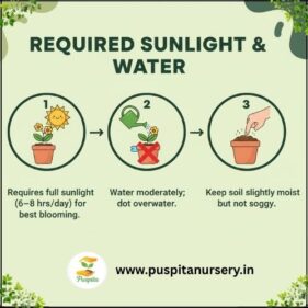 yellow inca Sunlight & Water