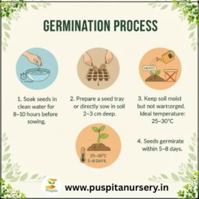 yellow squash Germination Process
