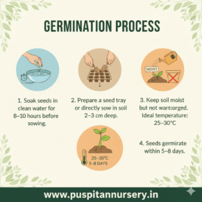 yellow squash Germination Process