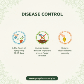 yellow capsicum Disease Control
