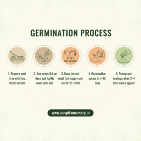 yellw capsicum Germination Process