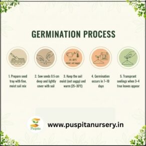 yellw capsicum Germination Process