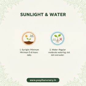 yellw capsicum Sunlight & Water