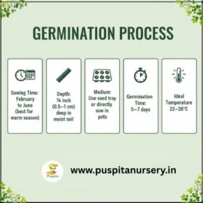 zimnia double Germination Process