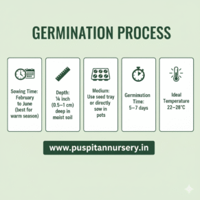zimnia double Germination Process