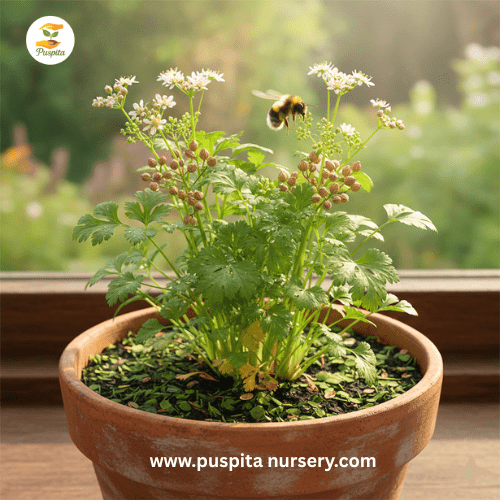 Puspita Nursery Coriander Seeds 100 gm Pack | High Germination Dhaniya Seeds