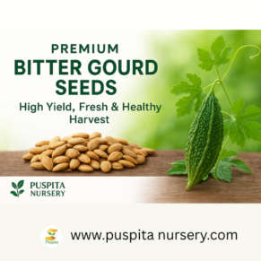 Bitter Gourd