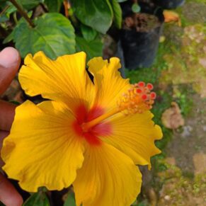 puspita nursery Austrian Yellow Flowers